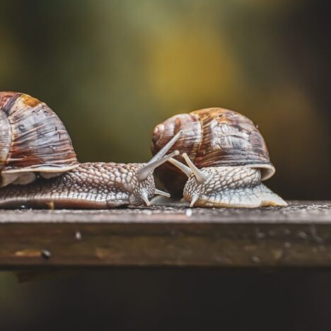 Minimalisme vs Simplicité Volontaire : Quelles différences ?